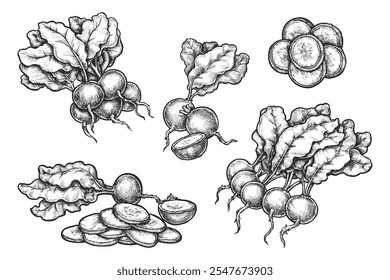 Conjunto de croquis de rábano aislado. Vector de raíces de vegetales realistas. Dibujado a mano rebanadas de comida vegetariana para ensalada. Cosecha agrícola y signo de nutrición vegana. Cocina natural y orgánica. Agricultura, botánica