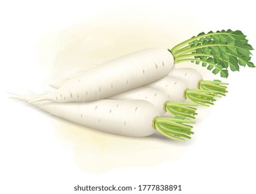 set of radish vector illustration  with green leaves 