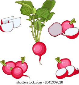 Set of radishes for banners, flyers, posters, cards. Whole, half, and sliced radish. Radish with tops. Fresh organic, diet, vegetarian vegetables. Cartoon style radish. Vector illustration