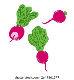 Set of radishes with green leaves. Hand-drawn design for farm, food, and healthy lifestyle themes