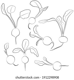 Set of radishes, leaves, linear black and white pattern.