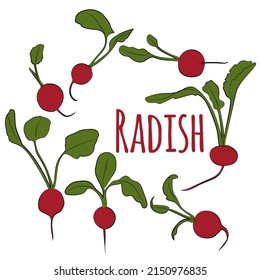 A set of radishes and leaves. Vector graphics.