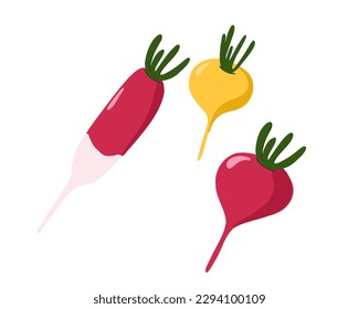 Set of radishes. Vector illustration