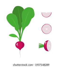 Set of radishes - a whole radish, half, a piece and a slice of radish. Vegetable isolated on a white background. Stock vector illustration.