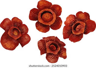 Set of Rafflesia Arnoldii Indonesia Rare Flower Illustration
