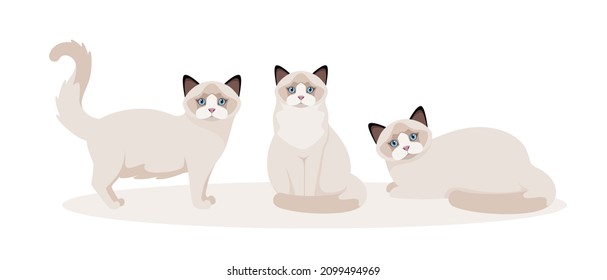 A set of ragdoll cats on a white background. Cartoon design.
