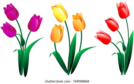 Set of rally red pink yellow
 tulips flowers