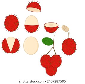 Set of rambutan exotic fruit whole and half.Sign, symbol, icon or logo isolated.Summer tropical fruits.Leaves, hairy shell and seed.Flat design.Graphic.Hand drawn.Cartoon vector illustration.