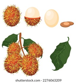 Set of rambutan with leaf and seed isolated on white background, vector illustration.