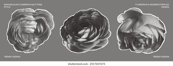 Set of ranunculus flowers in halftone style. Flower heads in different positions. Flowers and nature. Halftone flowers for collage. Flower stickers for design decoration. Vector