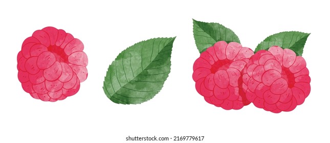 Set of Rasp berry with leaves Design elements. watercolour style vector illustration.	