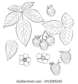Conjunto de frambuesas, hojas, flores, patrón lineal blanco y negro.
