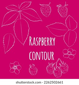 Set of raspberries with leaves and flowers, linear, outline only, no fill. Vector graphics.