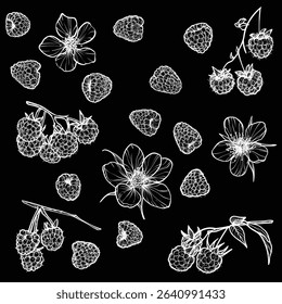 Set of raspberries with their flowers. Vector hand drawn line art of summer fruit in white isolated on black background. Highly detailed for print and online projects.