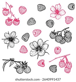  Set of raspberries with their flowers. Vector hand drawn line art of summer fruit in red and black isolated on white background. Highly detailed for print and online projects.