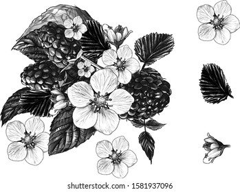 set of raspberry berries leaves and flowers finished composition, sketch vector graphics monochrome illustration on white background