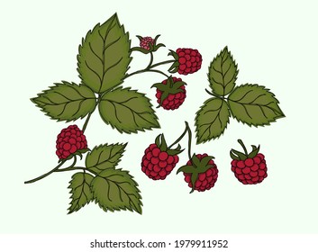 Set of raspberry leaves and berries