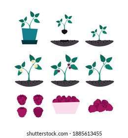 set of raspberry seedlings and ripe berries. 2d