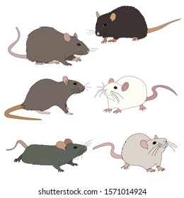 set of rat, mouse, rodents