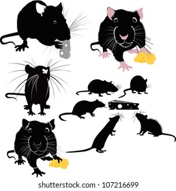 set rats isolated on white background
