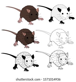  set of rats, mouse, rodents, collection