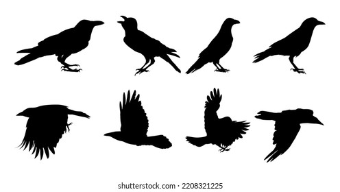 Set Of Raven Bird Silhouette - Raven Bird Vector Illustration On With Background