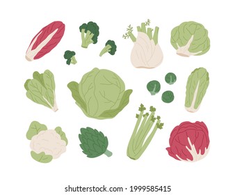 Set of raw organic farm vegetables. Red and Chinese cabbages, lettuce, broccoli, Brussels sprout, cauliflower and celery. Flat vector illustration of healthy natural food isolated on white background