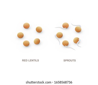 Set of realistic 3D red lentils and sprouts for healthy eating. Vector illustration isolated on white background.