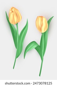 Set of realistic 3d tulips with soft yellow petals isolated on white background. Three dimensional beautiful blossom spring flower buds, floral decoration element  