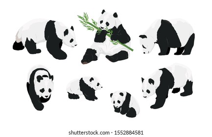 Set of realistic adult giant pandas bears and their cubs. Animals of China. Vector