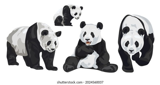 Set of realistic adult giant pandas bears and their cubs. Animals of China. Vector svg