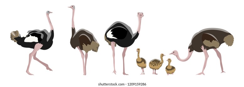 Set of realistic African ostriches. Big birds. Males, females and their chicks. Animals of Africa. Vector object isolated on white background.