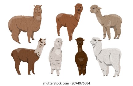 Set of realistic alpacas Lama pacos in different colors. Vector animal collection