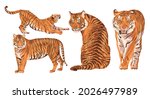 Set of realistic Amur tigers in different poses. The tiger stands, lies, walks, hunts. Animals of Asia. Panthera tigris. Big cats. Predatory mammals, an extinct animal