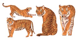 Set Of Realistic Amur Tigers In Different Poses. The Tiger Stands, Lies, Walks, Hunts. Animals Of Asia. Panthera Tigris. Big Cats. Predatory Mammals, An Extinct Animal