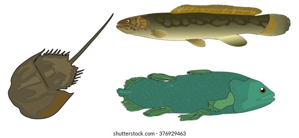 Set of realistic ancient fishes vector illustration isolated