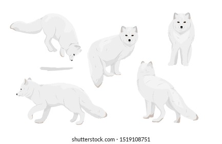 snow fox clipart