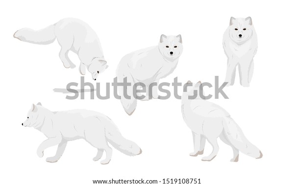 現実的な北極狐のセット 北極のキツネが立ち 走り 狩り 雪の中でジャンプする 毛皮の冬色をした北極ギツネ 北極の動物 アオガメ 白狐 白狐 白狐 雪狐 ベクター画像 のベクター画像素材 ロイヤリティフリー