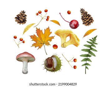 Set of realistic autumn leaves, berries and mushrooms. Elements for decor, isolate on a white background. vector illustration.