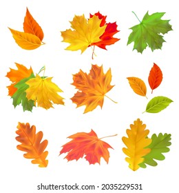 Set of realistic autumn leaves. Vector maple, oak and birch leaves isolated on white background for the design of greeting cards, holiday banners, and posters