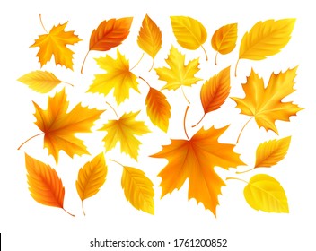 Set of realistic autumn yellow, red, orange leaves isolated on a white background. Vector illustration EPS10