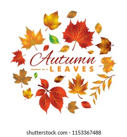 Set of Realistic Autumn/Fall Leaves