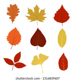 Set of realistic beautiful colored tree leaves.