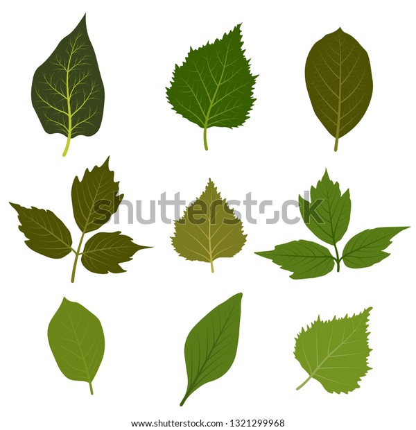 Set Realistic Beautiful Colored Tree Leaves Stock Vector (Royalty Free ...