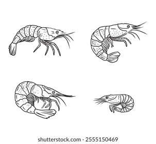 Set of realistic beautiful shrimp drawing in black isolated on white background. Hand drawn vector sketch illustration in doodle engraved vintage line art style. Seafood, superfood, sea animals