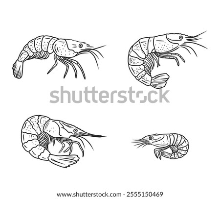 Set of realistic beautiful shrimp drawing in black isolated on white background. Hand drawn vector sketch illustration in doodle engraved vintage line art style. Seafood, superfood, sea animals
