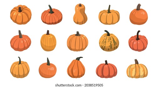 Set of realistic big orange pumpkins on white background - Vector illustration
