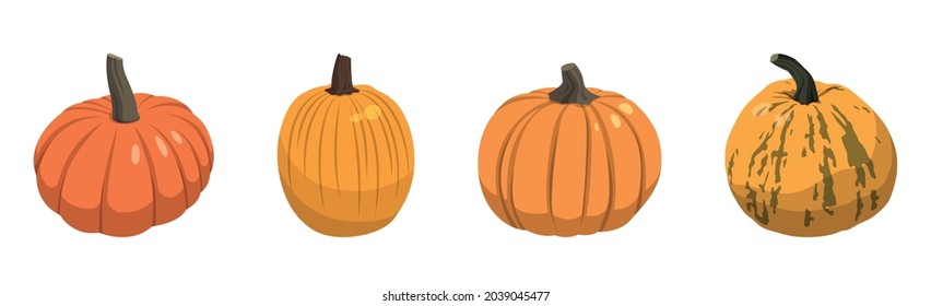 Set of realistic big orange pumpkins on white background - Vector illustration