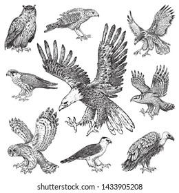 Set of realistic birds. Goshawk, Griffon vulture, Pallid harrier, Black kite, Owl and eagle. Hand drawn vector sketch in engraved graphic style.