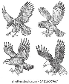 Set of realistic birds. Goshawk, Pallid harrier, Black kite, Owl and eagle. Hand drawn vector sketch in engraved graphic style.